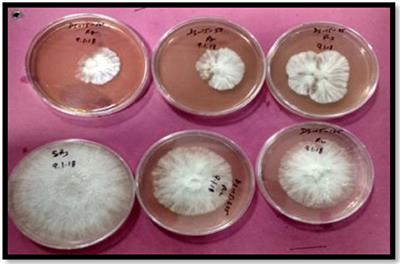 Microwave Assisted Synthesis, Characterization and Biological Activities of Ferrocenyl Chalcones and Their QSAR Analysis